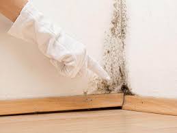 Best Basement Mold Removal  in Pumpkin Center, NC